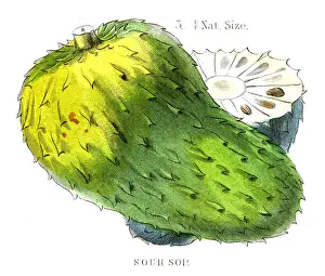 Soursop fruit engraving 1857