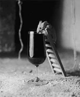 Food And Drink Gallery: Soused Mouse