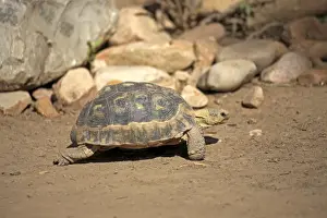 Chelonia Prints: South African Bowsprit Tortoise or Angulate Tortoise -Chersina angulata