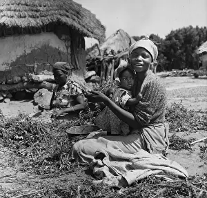 Cultivated Plants Prints: South African Camp