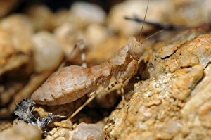Images Dated 11th November 2010: South African Ground Mantis -Ligariella-, Goegap Nature Reserve, Namaqualand, South Africa, Africa