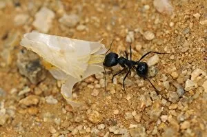 Images Dated 9th November 2010: South African Harvester Ant -Messor capensis- worker carrying a seed husk, Goegap Nature Reserve