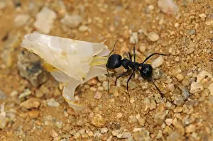 Formicidae Prints: South African Harvester Ant -Messor capensis- worker carrying a seed husk