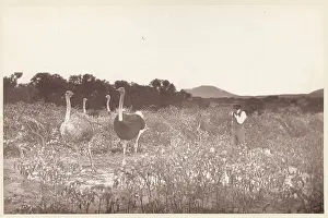 Similarity Prints: South African Ostrich Camp