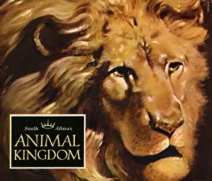 Lion Prints: South Africa's Animal Kingdom