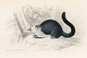Images Dated 24th May 2016: South American coati engraving 1855