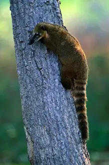 South American Coati (Nasua nasua) on tree trunk, Pantanal, Brazil
