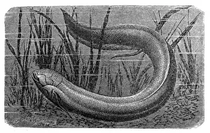 Photography Themes Prints: The South American lungfish (Lepidosiren paradoxa)