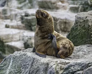 South American sea lion -Otaria flavescens-, Coquimbo Region, Chile