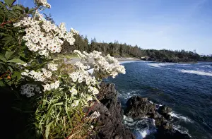Clayoquot Sound Prints: South Beach In Pacific Rim National Park Near Tofino; British Columbia Canada