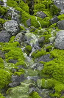 Moss Gallery: South Georgia, Smaaland Cove, stream flowing over moss-covered rocks
