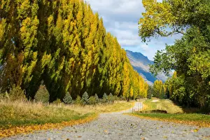 Queenstown Prints: South, New Zealand in Autumn Season
