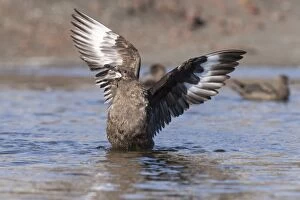South Polar Skua -Stercorarius maccormicki-, showing white wing patches, aggressive behavior, a gesture of intimidation