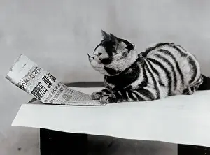 South Sea Island Cat