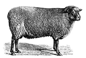 Sheep Prints: Southdown sheep