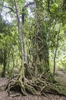 Southern Beech -Nothofagus- with a branched root system, Puyehue National Park, Los Lagos Region, Chile