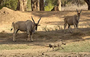 Images Dated 11th October 2006: Southern Eland, Mana Pools National Park, Zimbabwe