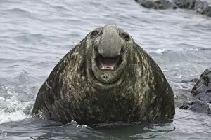Polar Climate Gallery: Southern elephant seal bull emerging from sea