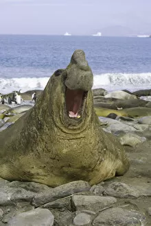 Images Dated 25th October 2007: Southern elephant seal bull roaring