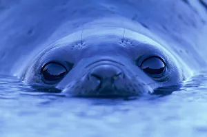 Paul Souders Photography Gallery: Southern elephant seal (Mirounga leonina) lying in pool, ground view