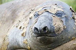 Preparation Gallery: Southern Elephant Seal (Mirounga leonina)