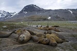 Southern Elephant Seals -Mirounga leonina-, males, various ages, St. Andrews Bay