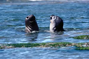 Southern Elephant Seals (Mirounga leonine) interacting