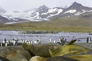 Southern elephant seals molting on beach in king penguin rookery