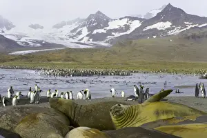 Rookery Prints: Southern elephant seals molting on beach in king penguin rookery
