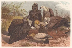 Images Dated 17th July 2015: Southern European vultures, lithograph, published in 1882