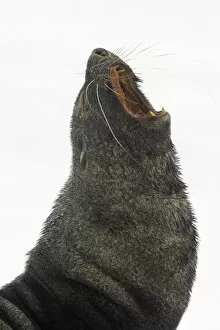 Antarctica Gallery: Southern fur seal bull, Antarctic Peninsula