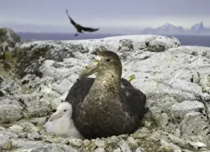Petrel Prints: Southern giant petrel and chick, Antarctic Pen