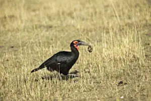 Southern Ground Hornbill -Bucorvus leadbeateri- with turtle in its beak, Msai Mara, Kenya