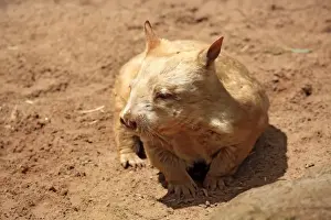Adult Animal Prints: Southern Hairy-nosed Wombat -Lasiorhinus latifrons-, adult, South Australia, Australia