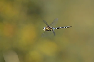 Odonate Gallery: Southern Hawker -Aeshna cyanea- in flight, North Rhine-Westphalia, Germany