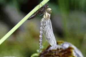 Odonate Gallery: Southern Hawker or Blue Darner -Aeshna cyanea-, dragonfly freshly emerged attached to larva skin