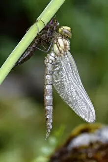 Southern Hawker or Blue Darner -Aeshna cyanea-, dragonfly freshly emerged attached to larva skin