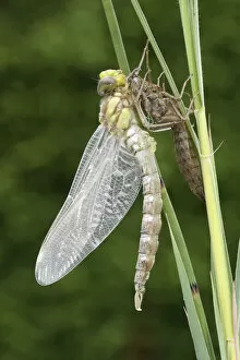 Southern Hawker or Blue Darner (Aeshna cyanea), dragonfly hatching from the larvae skin or exuvia