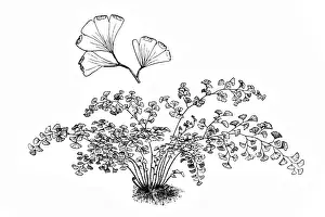 Foliage Prints: Southern maidenhair fern (Adiantum capillus-veneris)