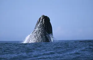 Southern Right Whale (Eubaleana Australis) Breaching the Ocean Surface