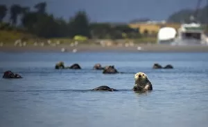 Images Dated 3rd June 2016: Southern Sea Otter