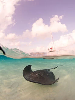 Images Dated 22nd January 2015: Southern Stingray over / under