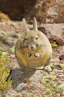 America Prints: Southern Viscacha or Mountain Viscacha (Lagidium viscacia), Potosi, Bolivia, South America