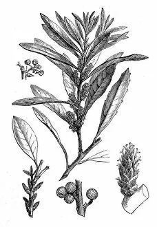 Drawing Collection: southern wax myrtle, southern bayberry, candleberry, bayberry tree
