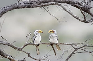Southern Yellow-billed Hornbill, Tockus leucomelas