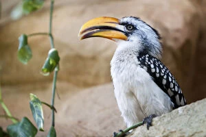Images Dated 9th March 2010: Southern Yellow-billed Hornbill -Tockus flavirostris-