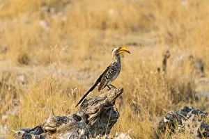 Tree Stump Gallery: Southern Yellow-billed Hornbill -Tockus leucomelas- sitting on an old tree stump