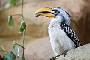 Coraciidae Prints: Southern Yellow-billed Hornbill -Tockus flavirostris-