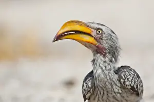 Bucerotidae Prints: Southern Yellow-billed Hornbill -Tockus leucomelas-, Etosha National Park, Namibia