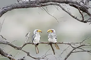 Southern Yellow-billed Hornbill, Tockus leucomelas